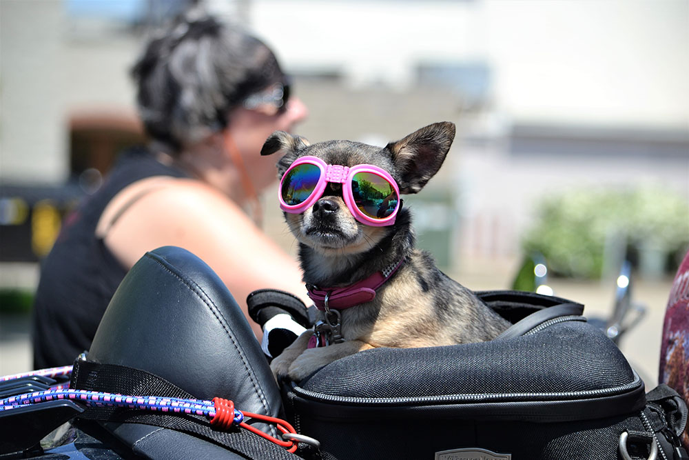 ¿Puedo viajar en moto con mi mascota? ¿Qué necesito saber para transportarlo de forma segura?